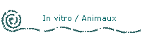 In vitro / Animaux