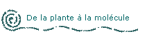De la plante  la molcule
